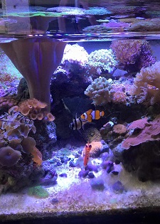 Clean Zero Edge Aquarium